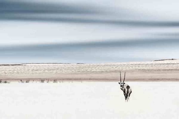 Photograph Anette Mossbacher Oryx Gazella on One Eyeland